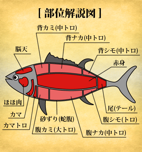 部位解説図